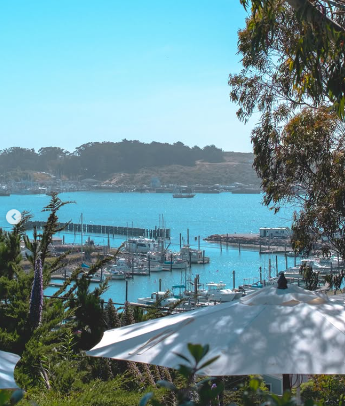 Bodega Bay harbor view through eucalyptus trees from The Birds Cafe patio